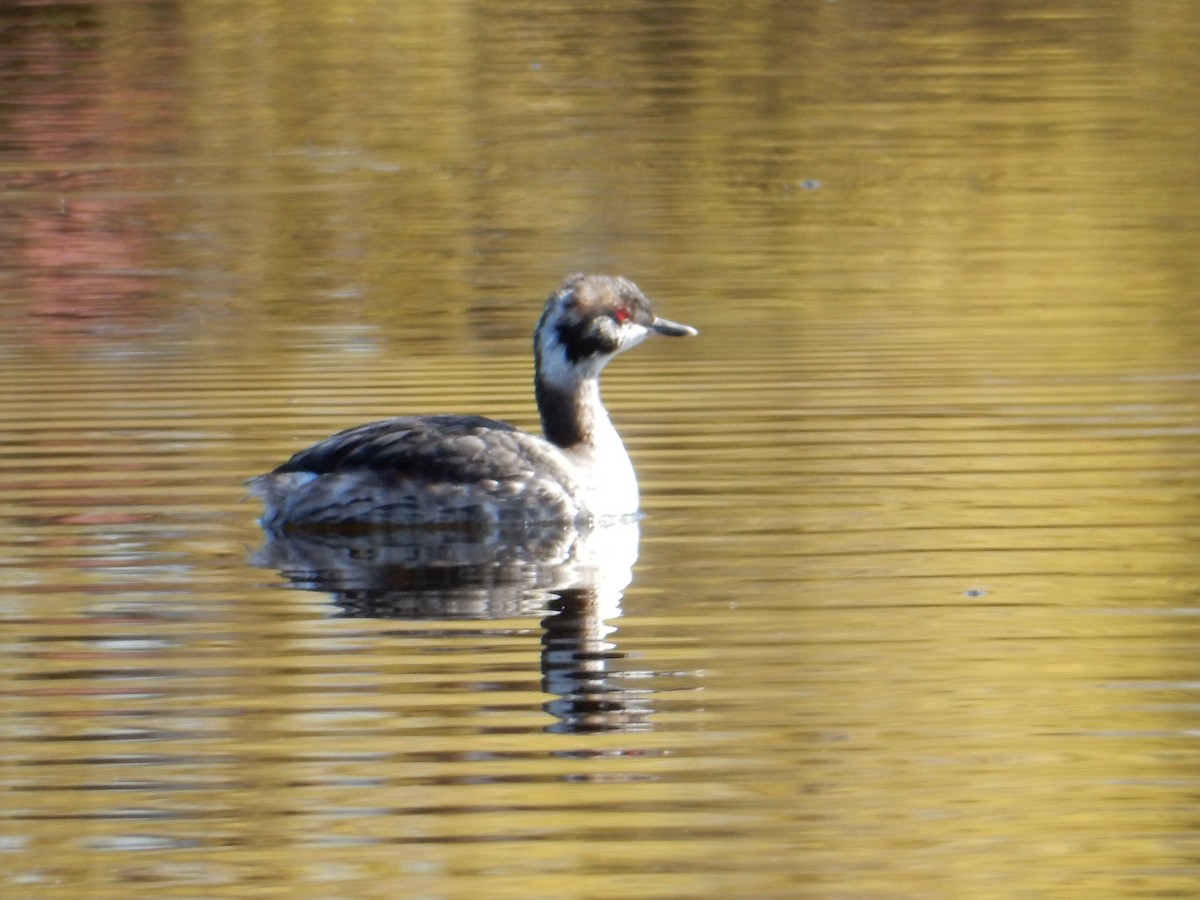 Horned Grebe - ML634475386