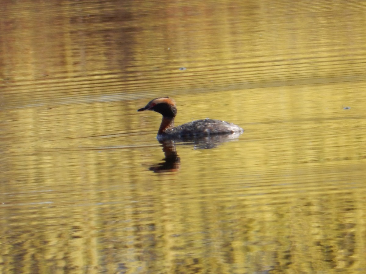 Horned Grebe - ML634475387