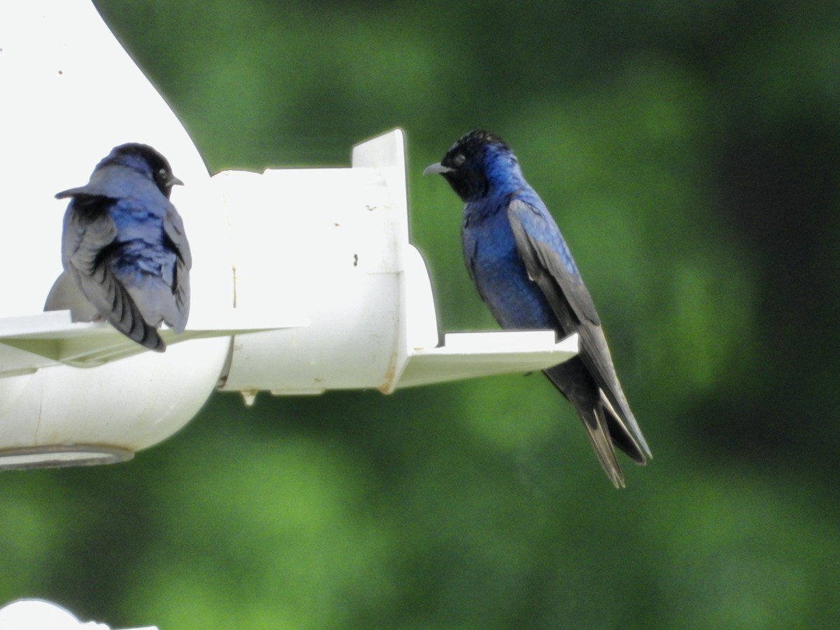 Purple Martin - ML634475388