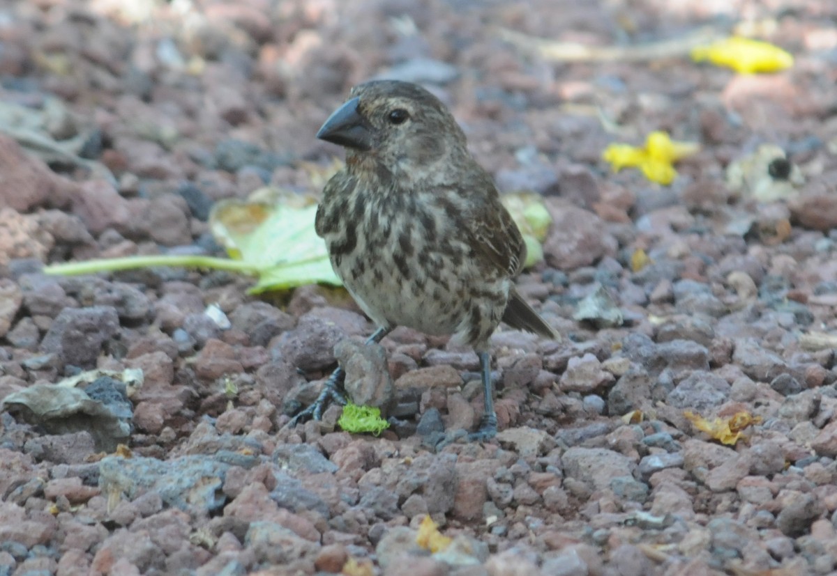 Small Tree-Finch - ML634475396