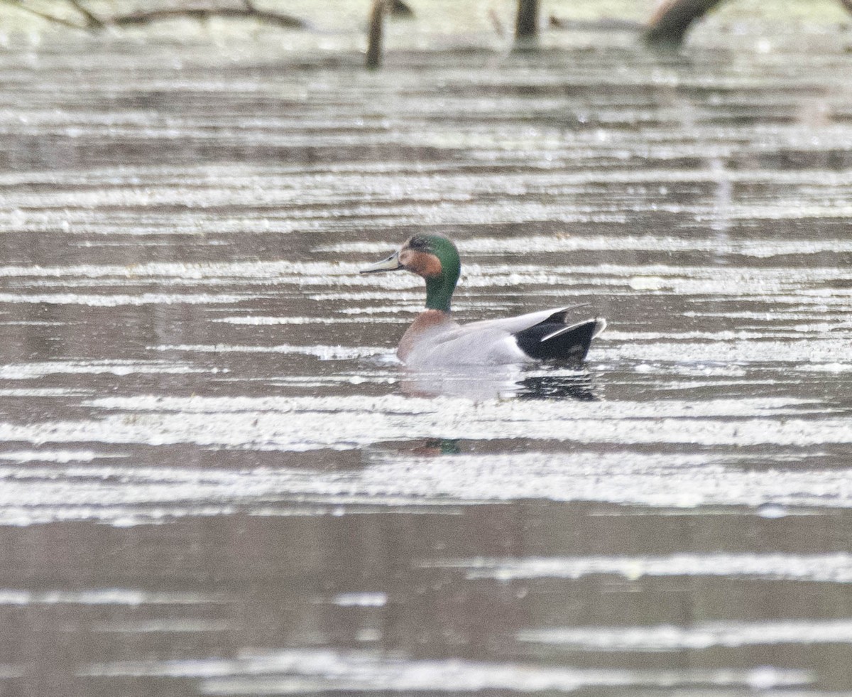Gadwall x Mallard (hybrid) - ML634475454