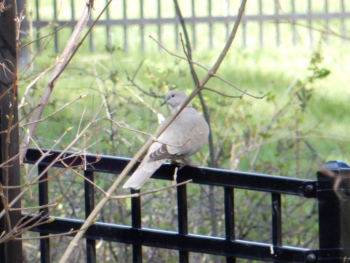 Eurasian Collared-Dove - ML634475516