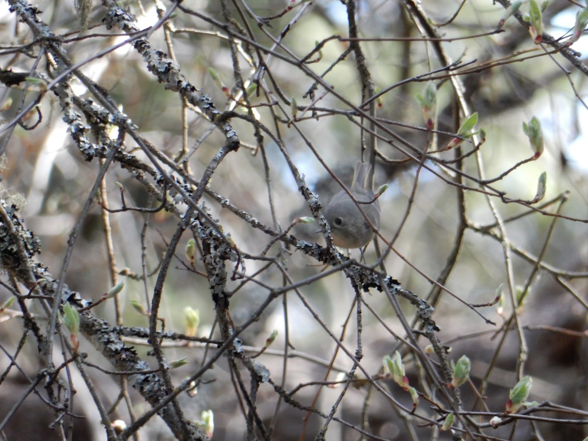 Ruby-crowned Kinglet - ML634475542