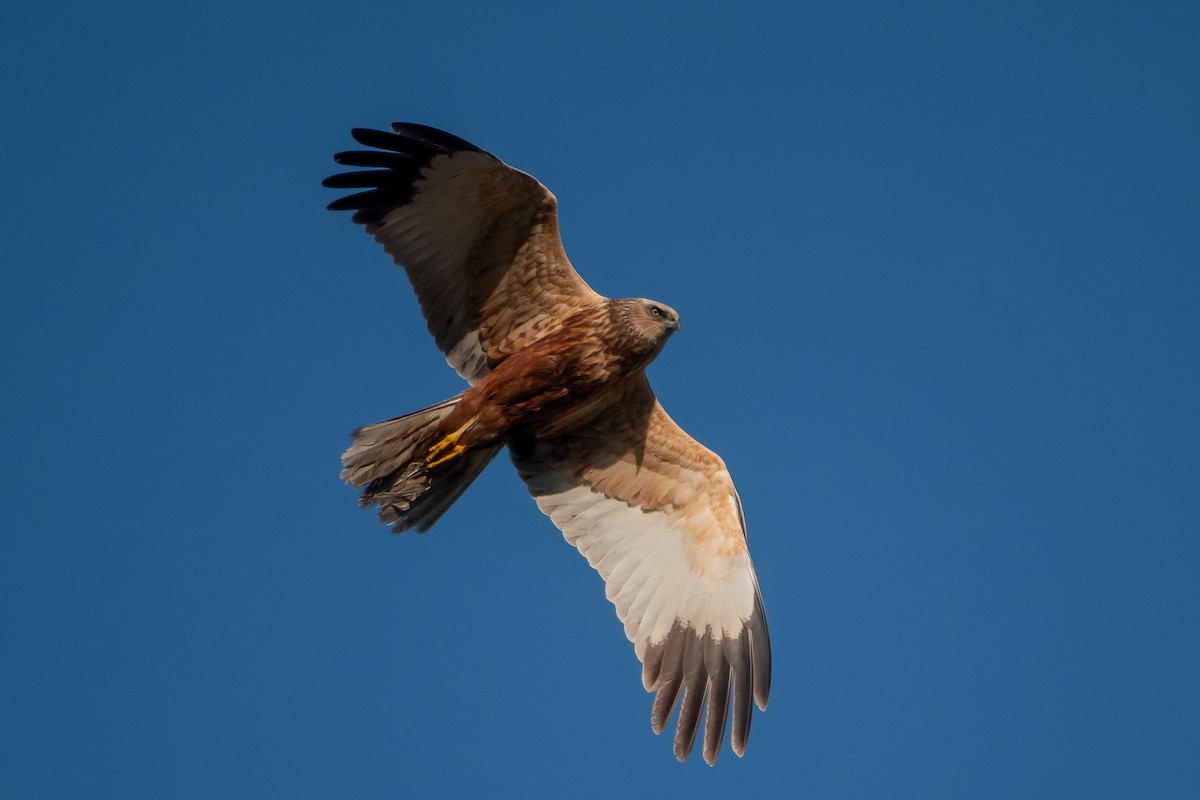 Western Marsh Harrier - ML634475584