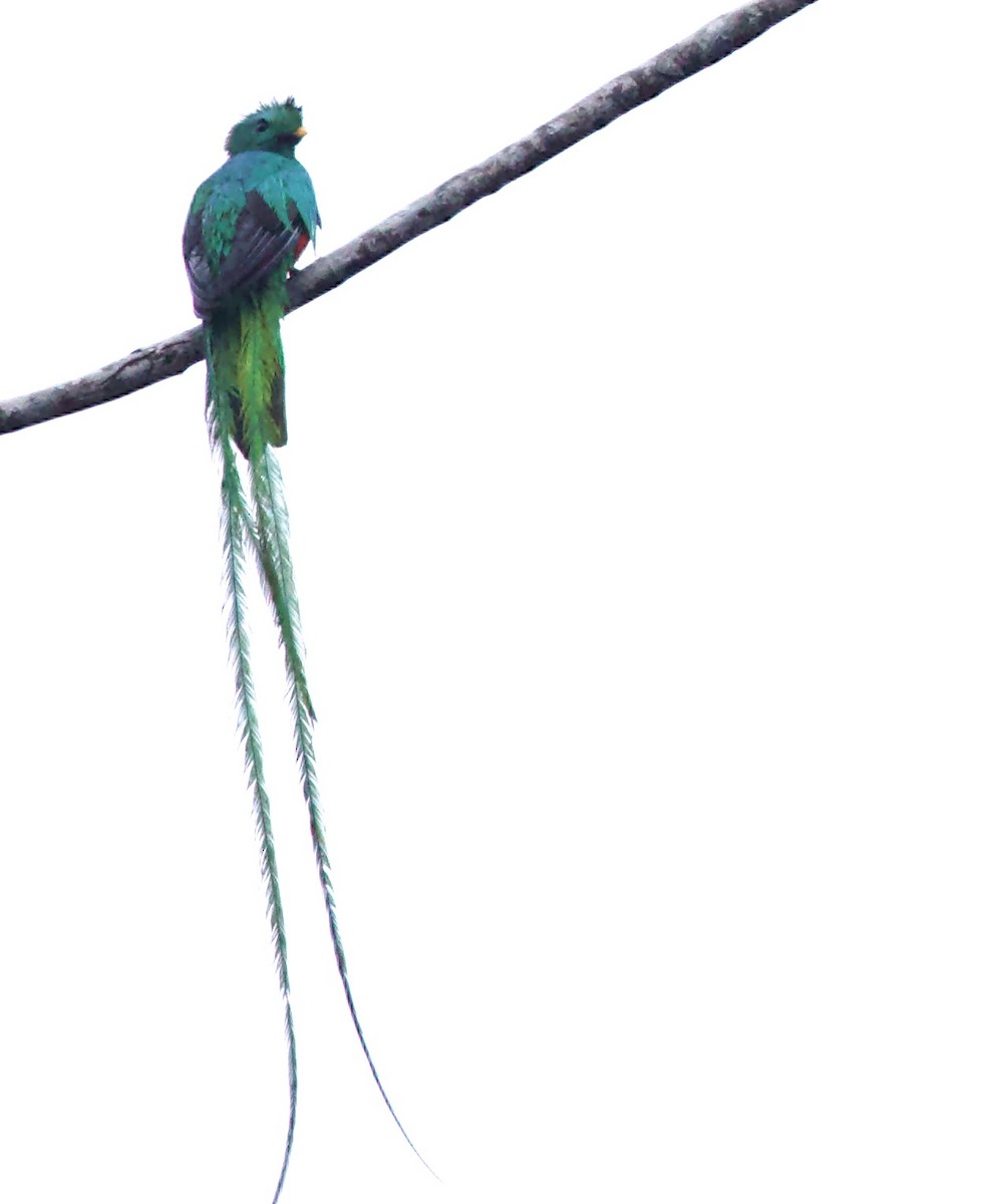 Resplendent Quetzal (Guatemalan) - ML634475628