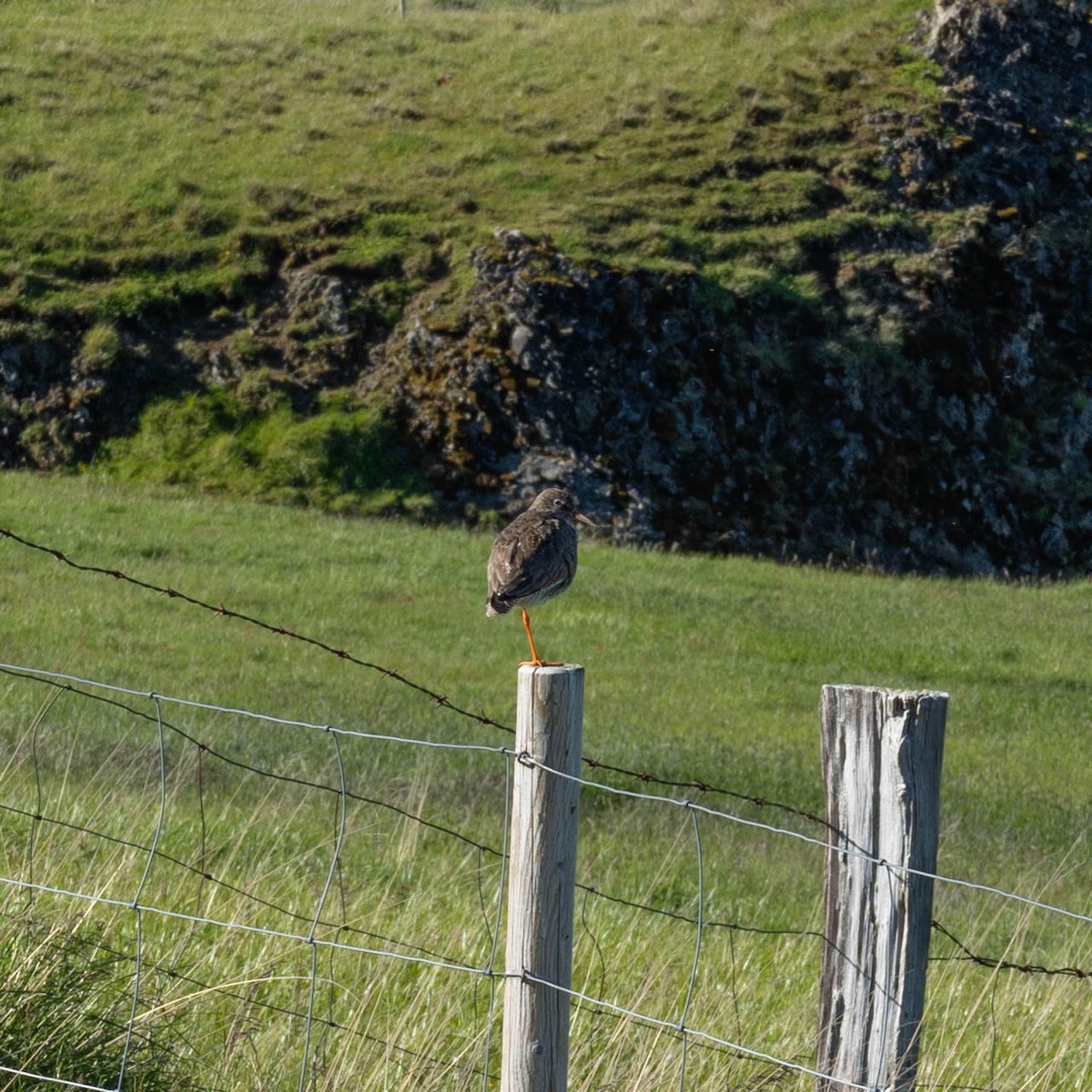 赤足鷸 - ML634475739