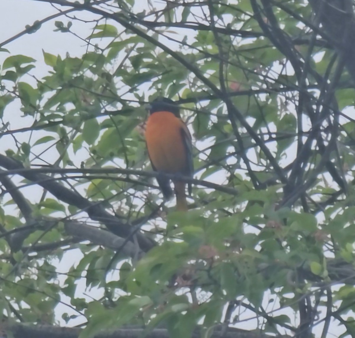 Baltimore Oriole - ML634475779