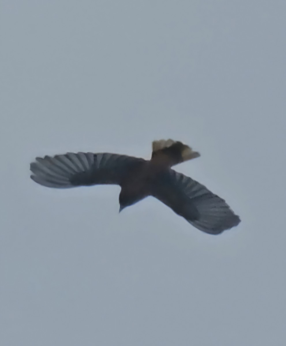 Baltimore Oriole - ML634475793
