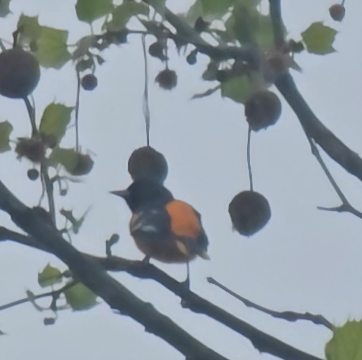 Baltimore Oriole - ML634475794