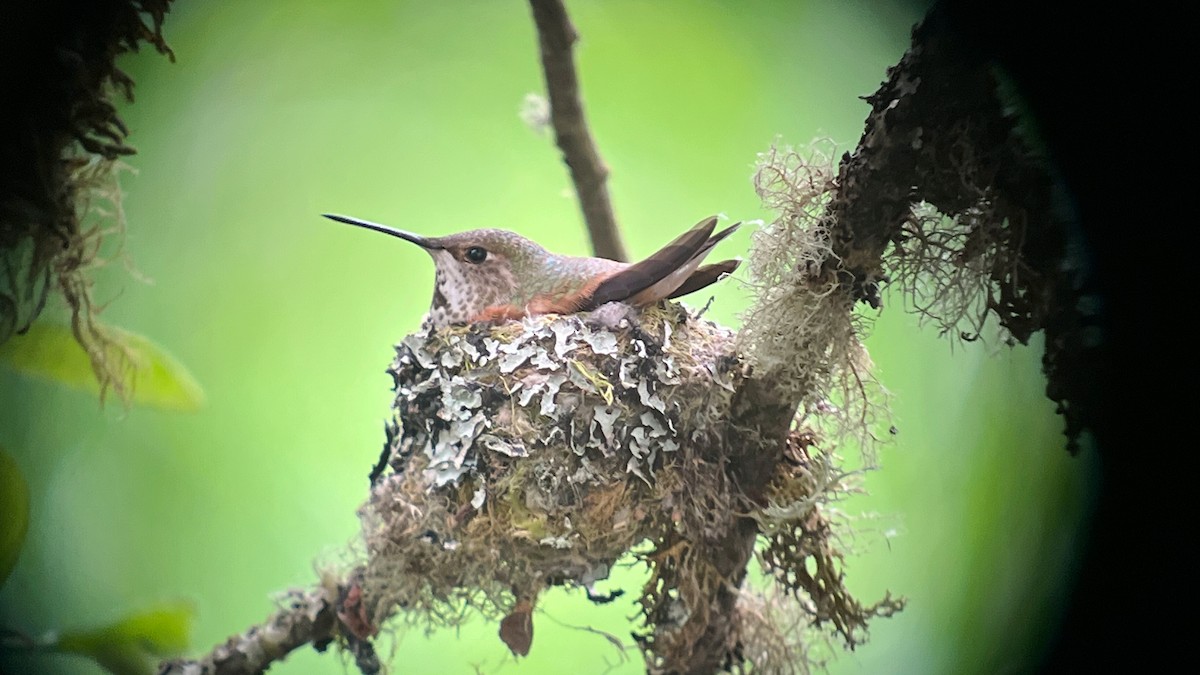Rufous Hummingbird - ML634475945