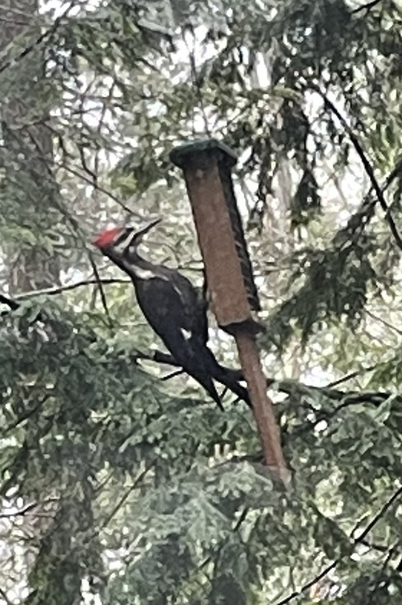 Pileated Woodpecker - ML634475949