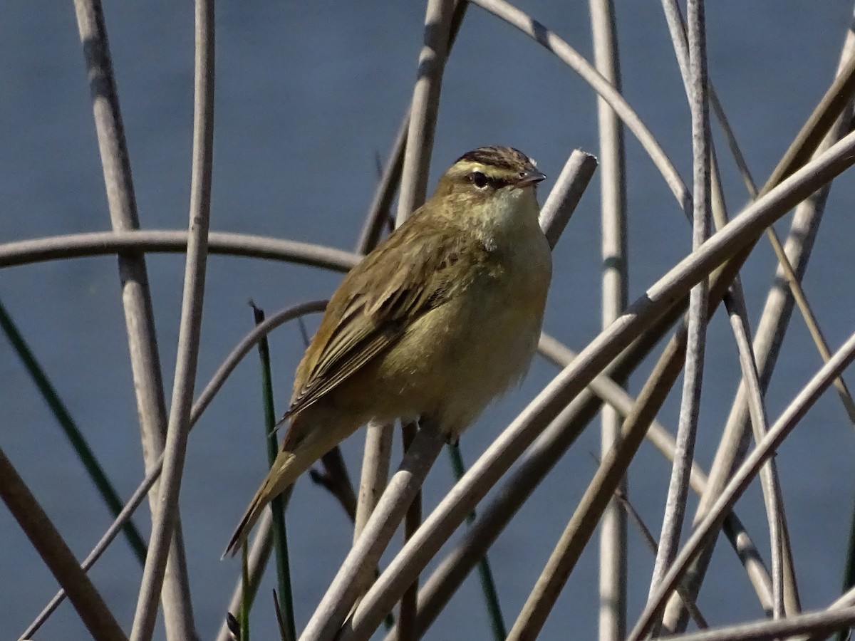 Sedge Warbler - ML634476026