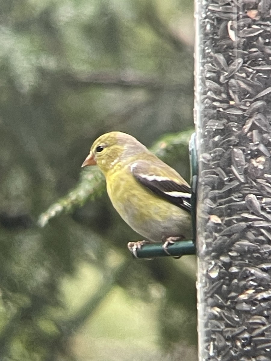American Goldfinch - ML634476028