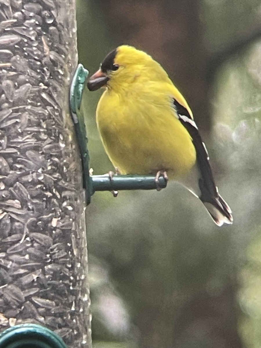 American Goldfinch - ML634476029