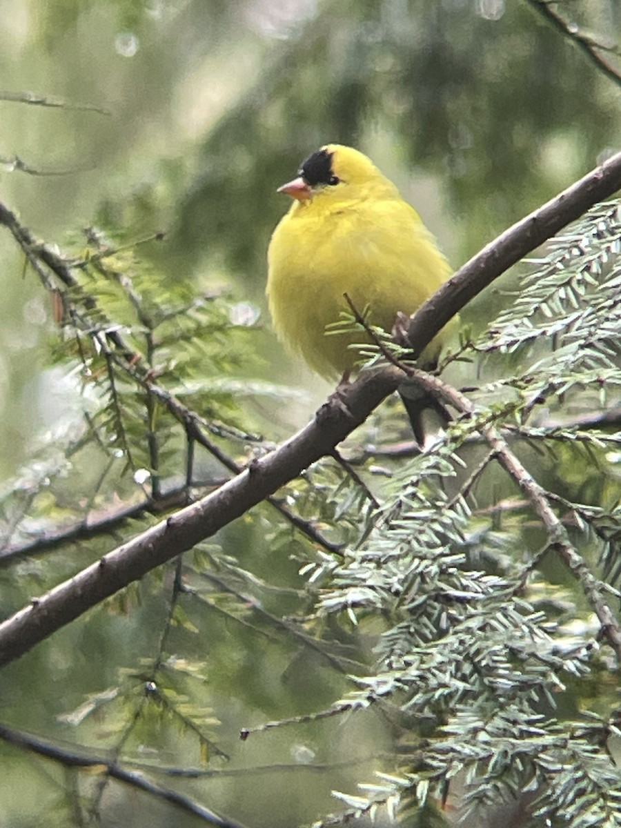 American Goldfinch - ML634476030