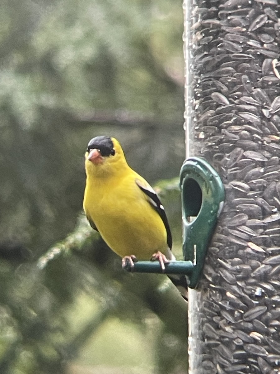 American Goldfinch - ML634476031