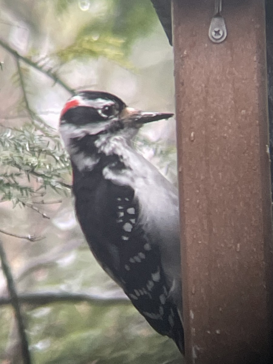 Hairy Woodpecker - ML634476137