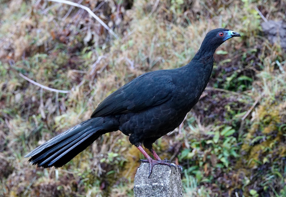 Black Guan - ML634476162