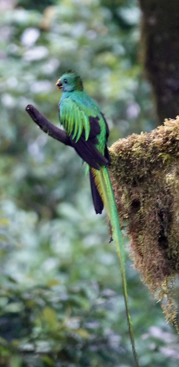Resplendent Quetzal (Costa Rican) - ML634476355