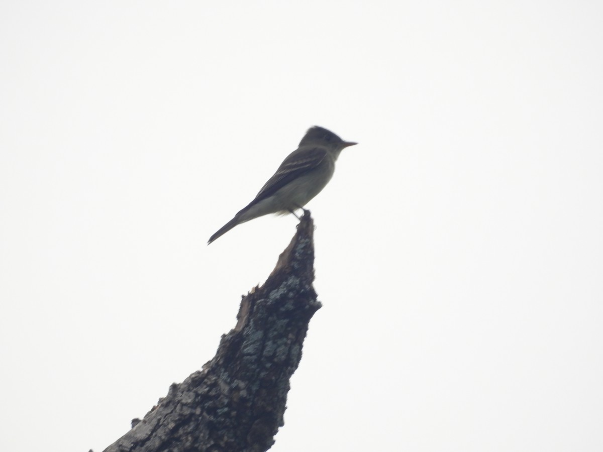 Eastern Wood-Pewee - ML634476395