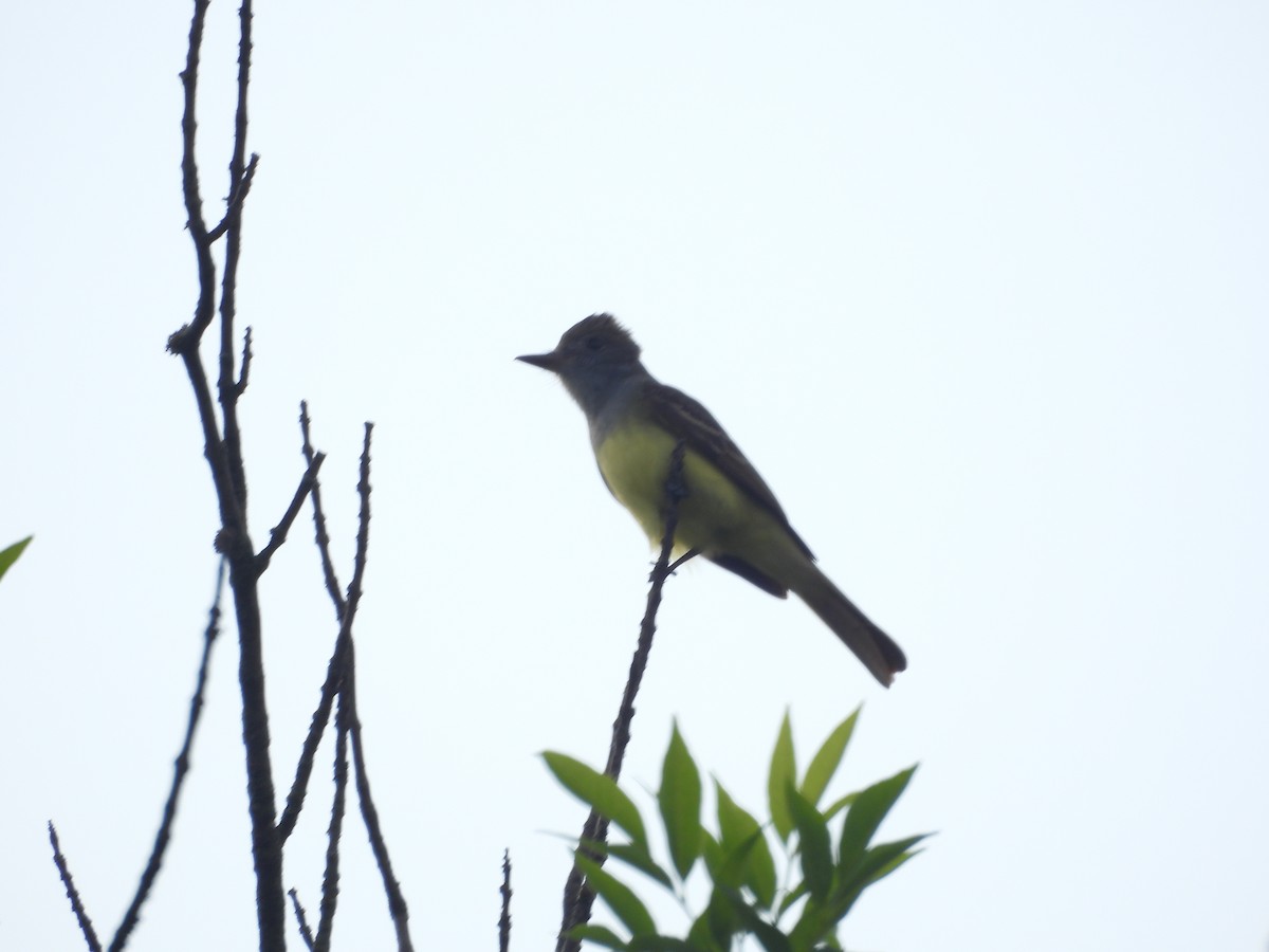 Great Crested Flycatcher - ML634476426