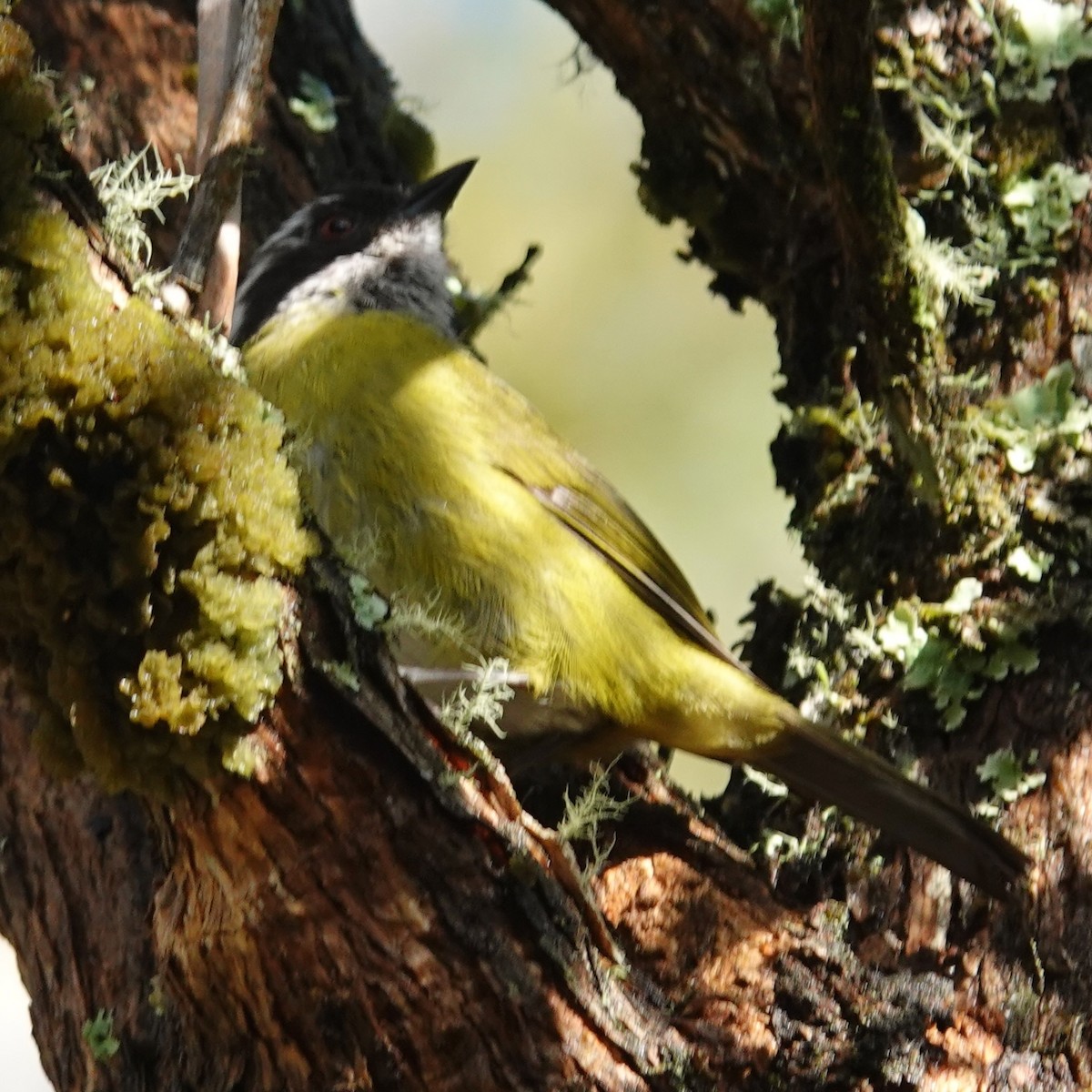 Silver-throated Tanager - ML634476470