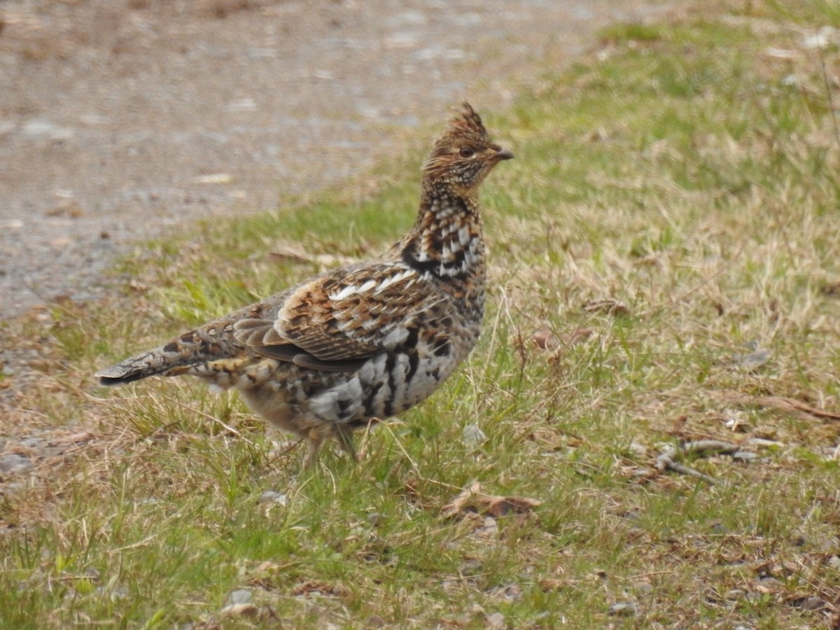 Ruffed Grouse - ML634476479