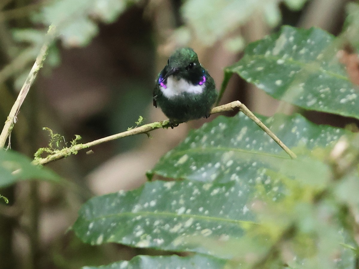 White-throated Daggerbill - ML634476579