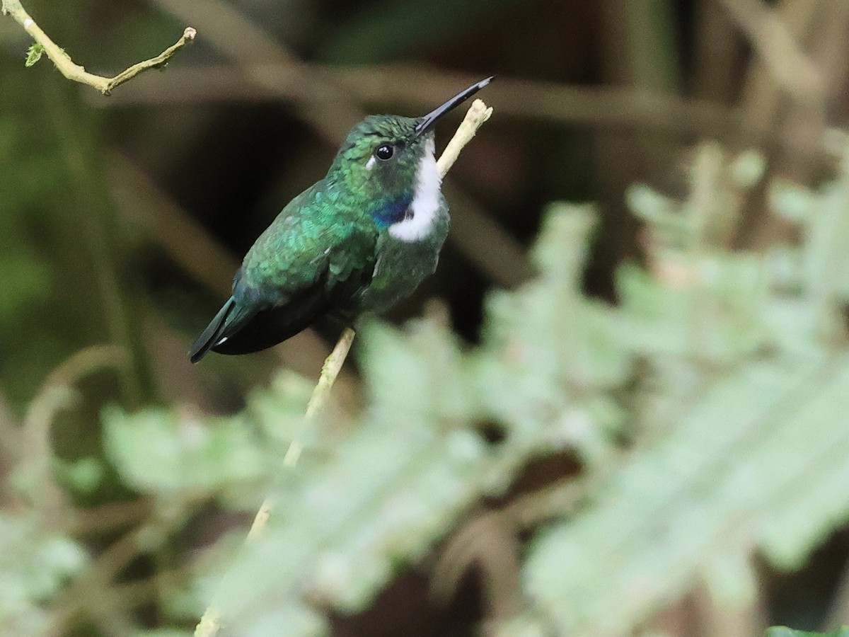 White-throated Daggerbill - ML634476580
