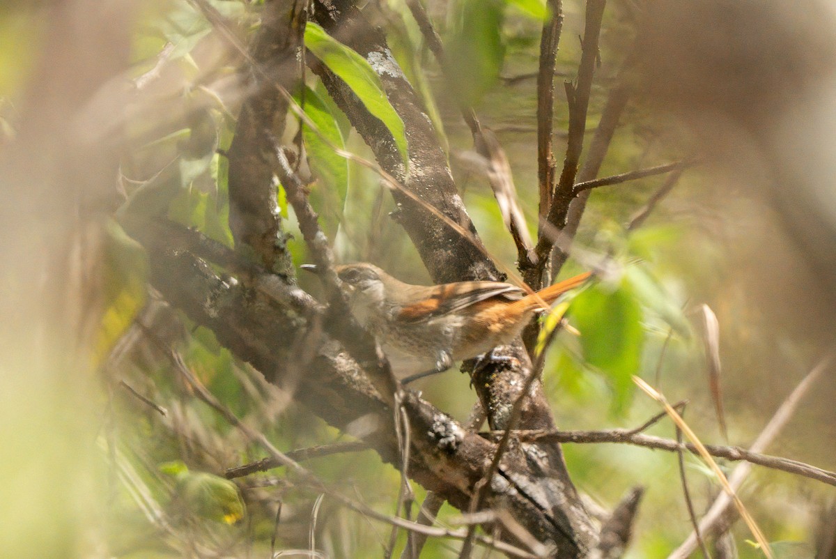 Chinchipe Spinetail - ML634476634