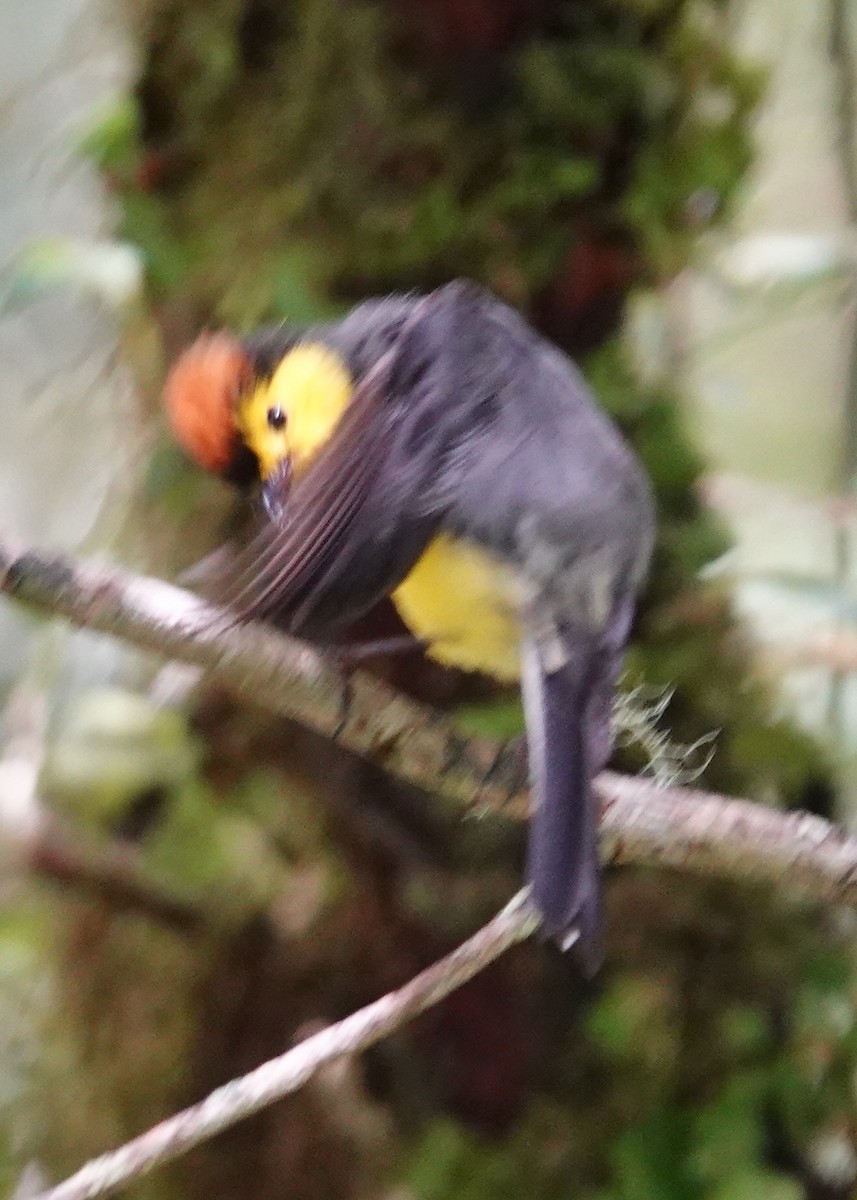 Collared Redstart - ML634476645