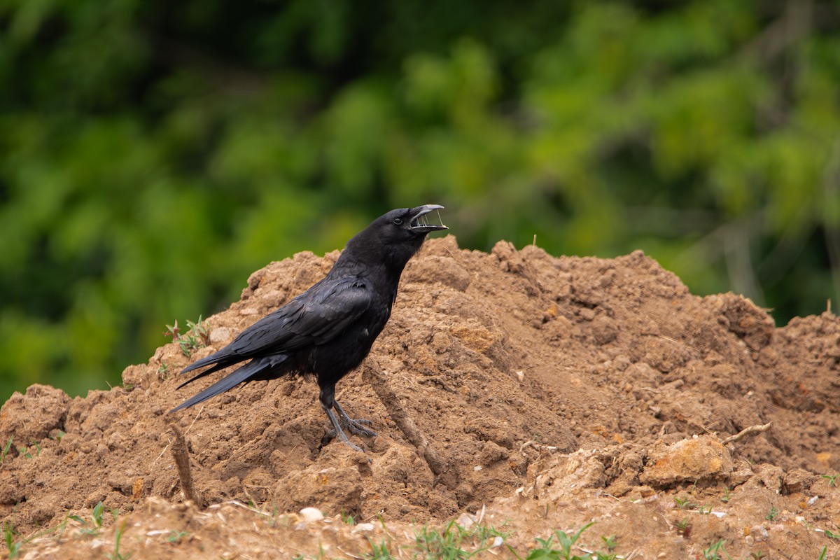 American Crow - ML634476959