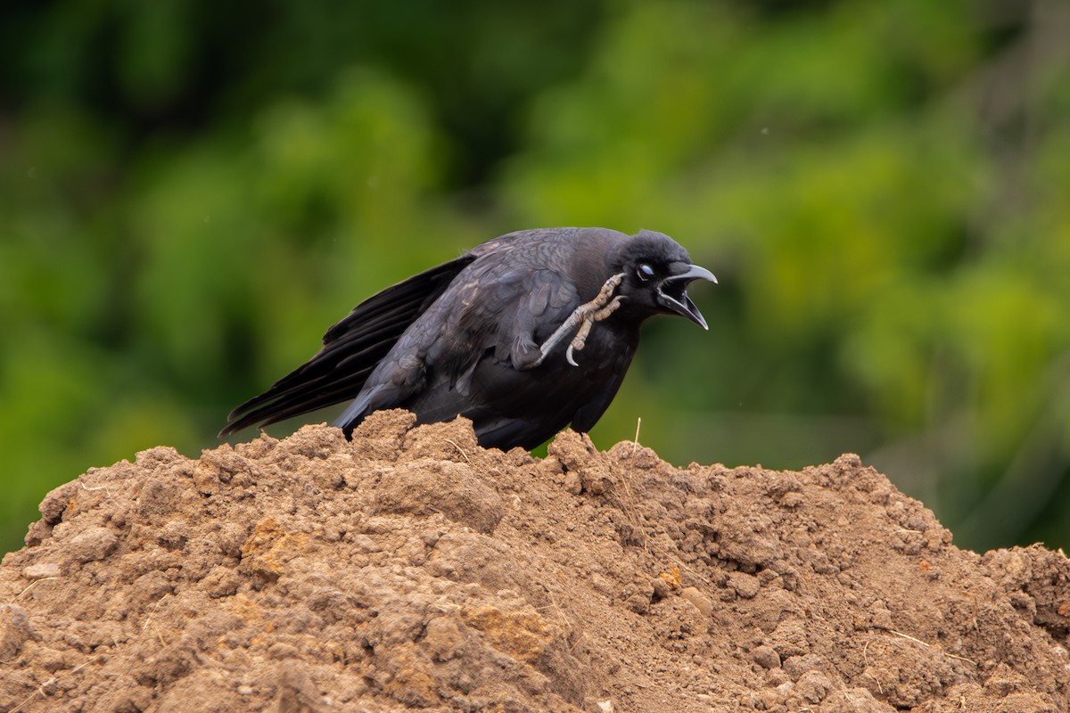 American Crow - ML634476960