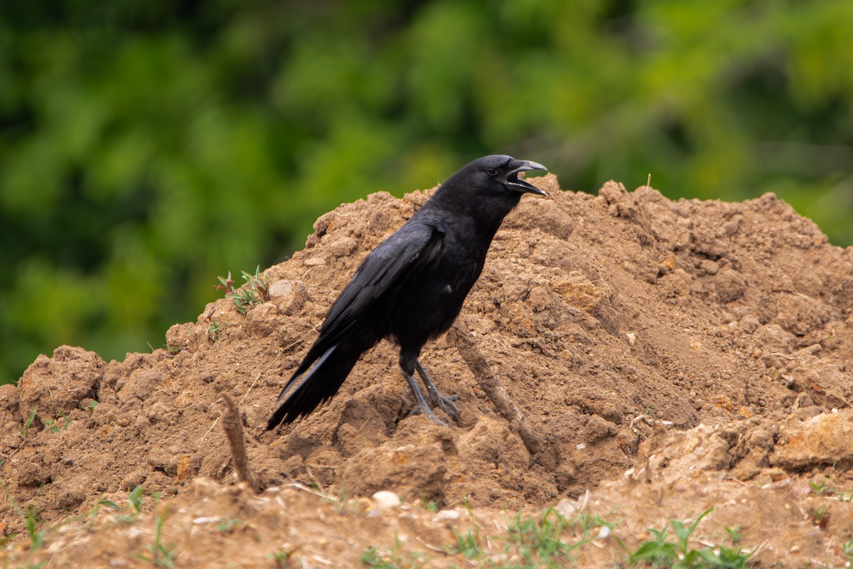 American Crow - ML634476961