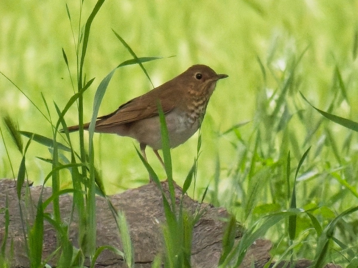Swainson's Thrush - ML634477336