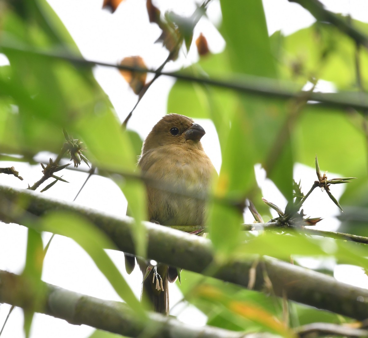 Temminck's Seedeater - ML634477409