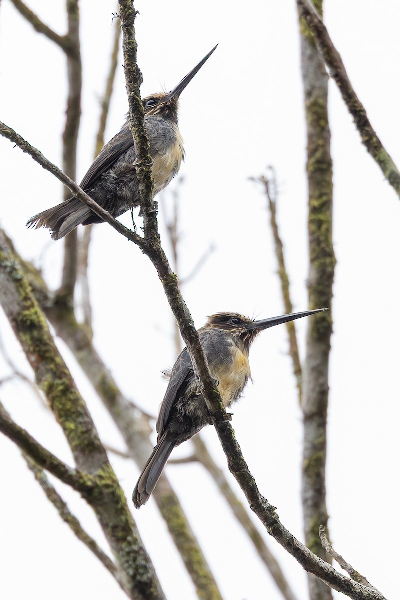 Three-toed Jacamar - ML634477440
