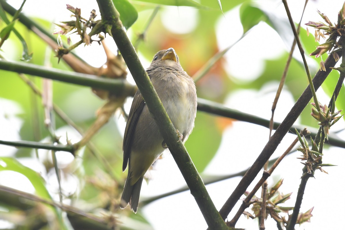 Temminck's Seedeater - ML634477472