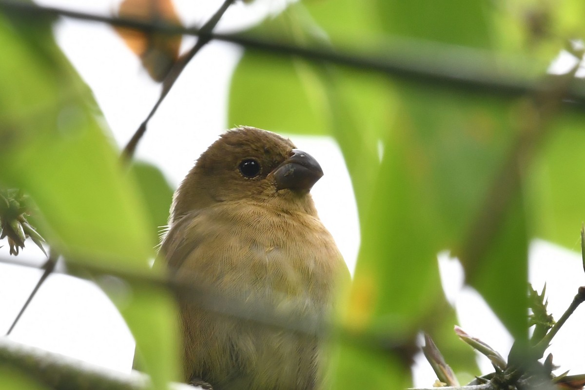 Temminck's Seedeater - ML634477523