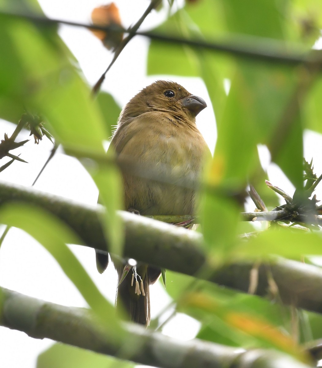Temminck's Seedeater - ML634477550