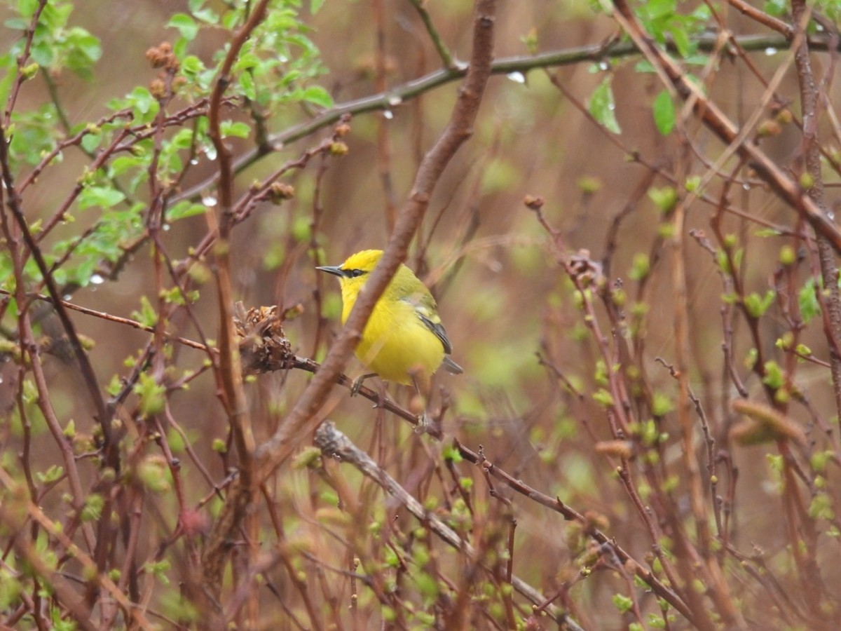 Blue-winged Warbler - ML634477557
