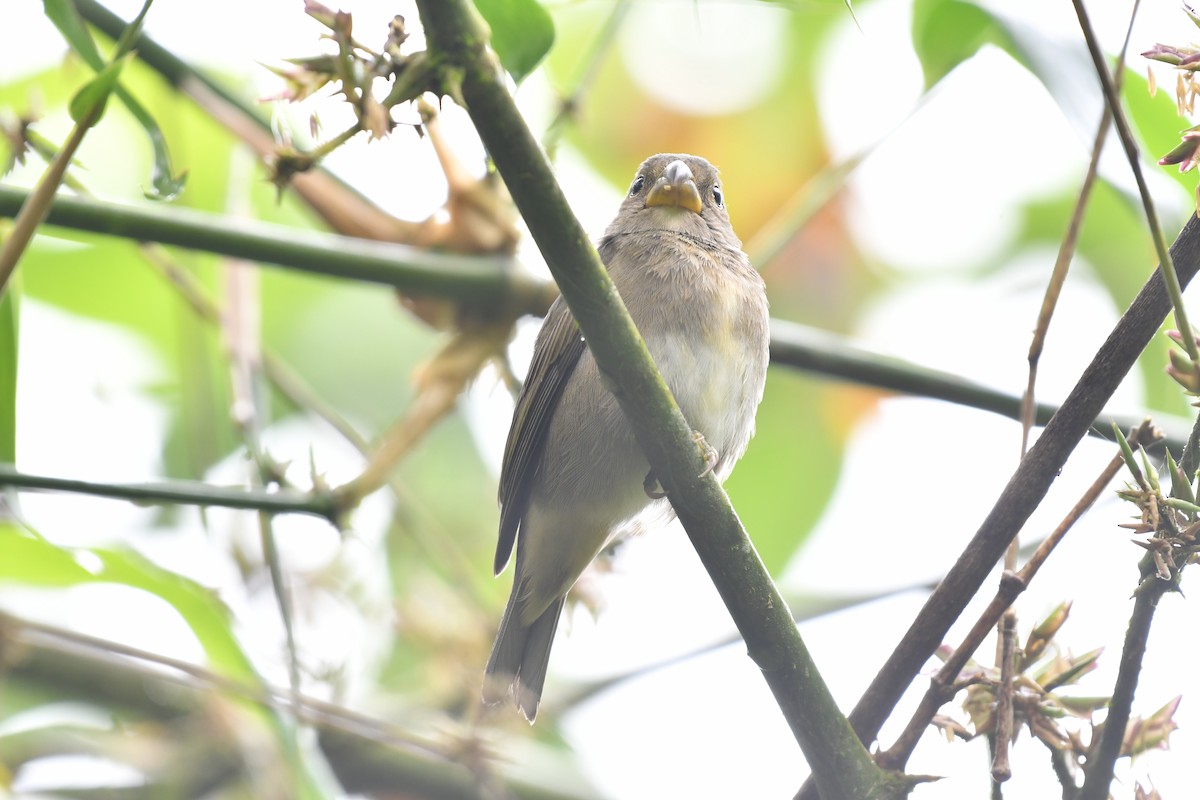 Temminck's Seedeater - ML634477564