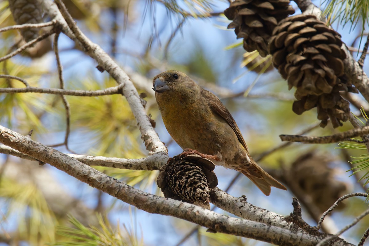 Red Crossbill (North African) - ML634477624