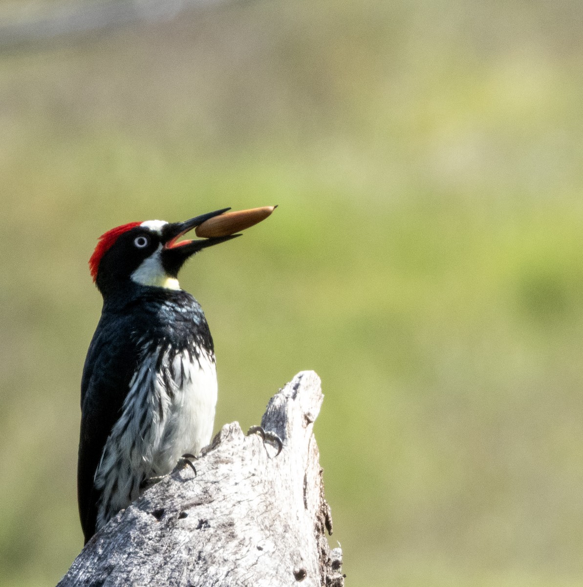 Acorn Woodpecker (Acorn) - ML634477683