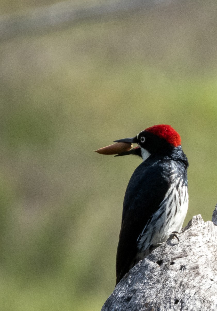 Acorn Woodpecker (Acorn) - ML634477684