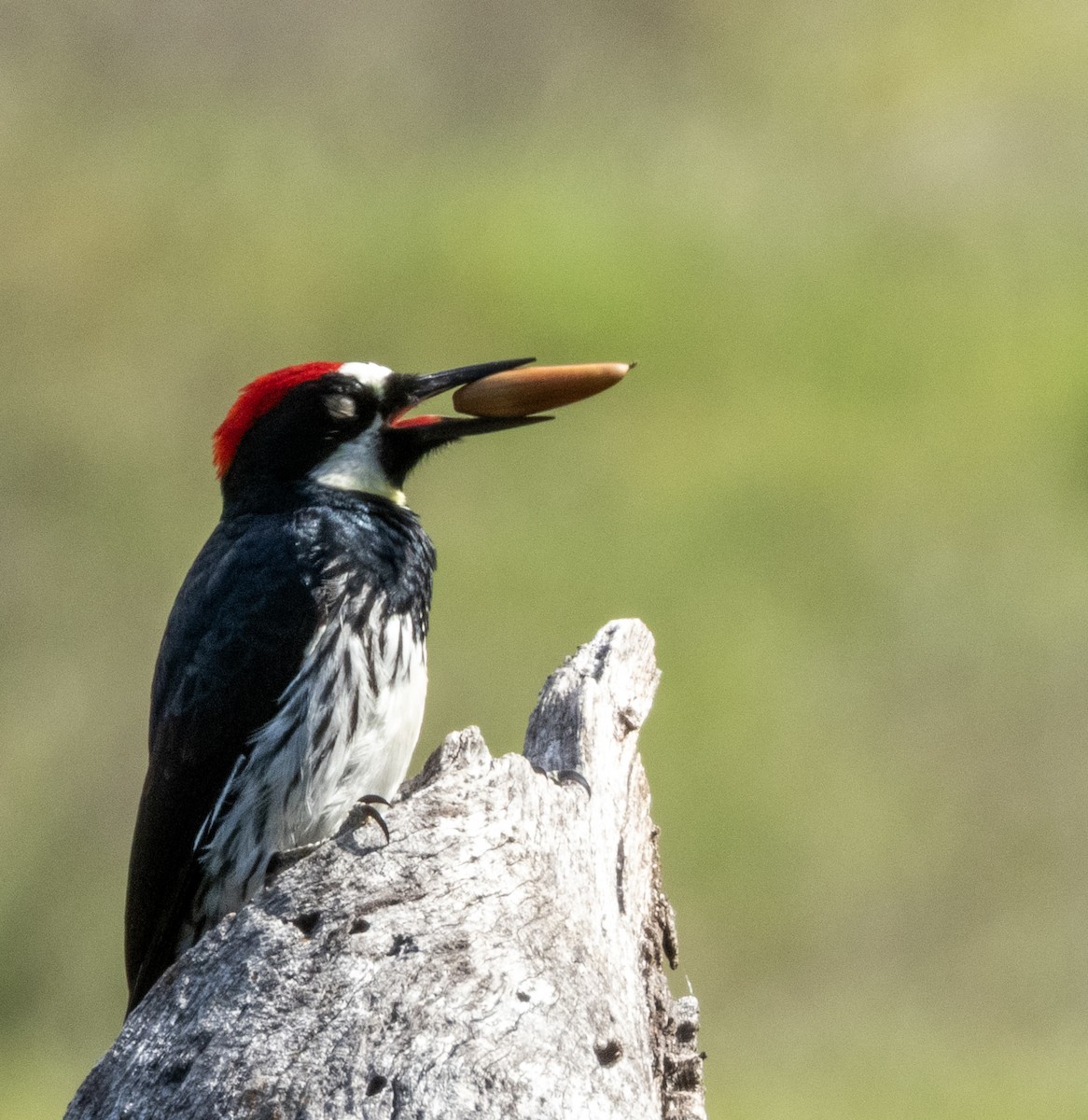 Acorn Woodpecker (Acorn) - ML634477685