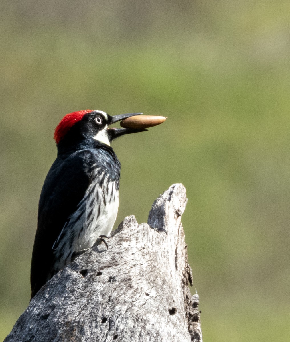 Acorn Woodpecker (Acorn) - ML634477686