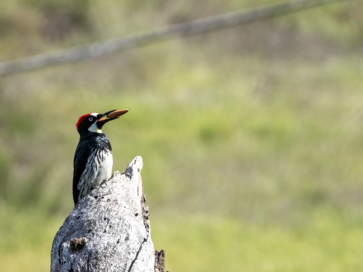 Acorn Woodpecker (Acorn) - ML634477695
