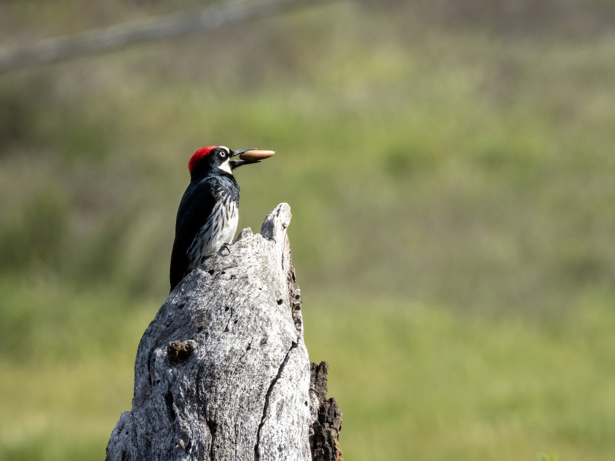 Acorn Woodpecker (Acorn) - ML634477696