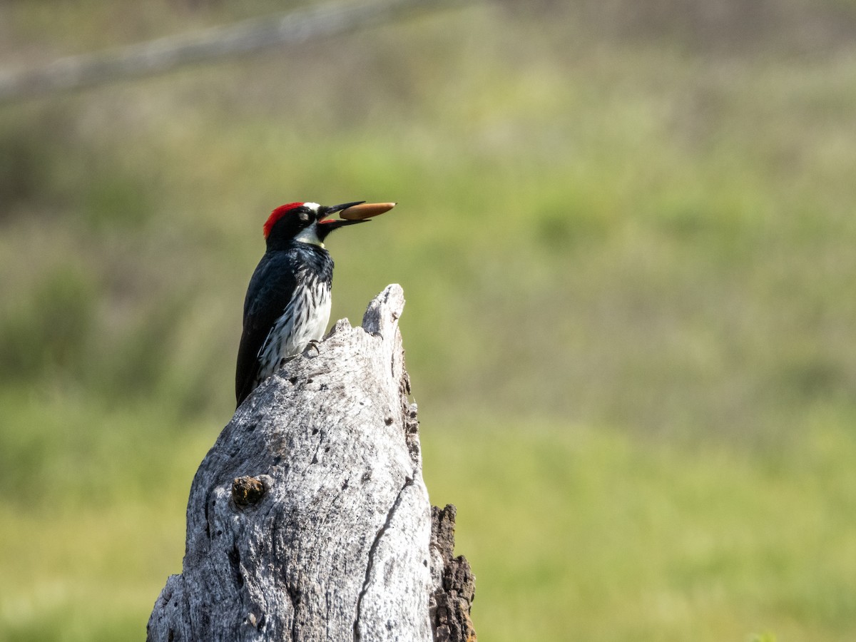 Acorn Woodpecker (Acorn) - ML634477698